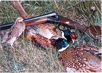 kindler_cgradewbirds.jpg (48256 bytes)